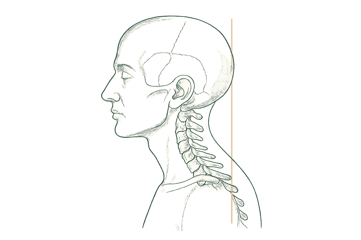 Editorial line illustration of head and neck posture alignment